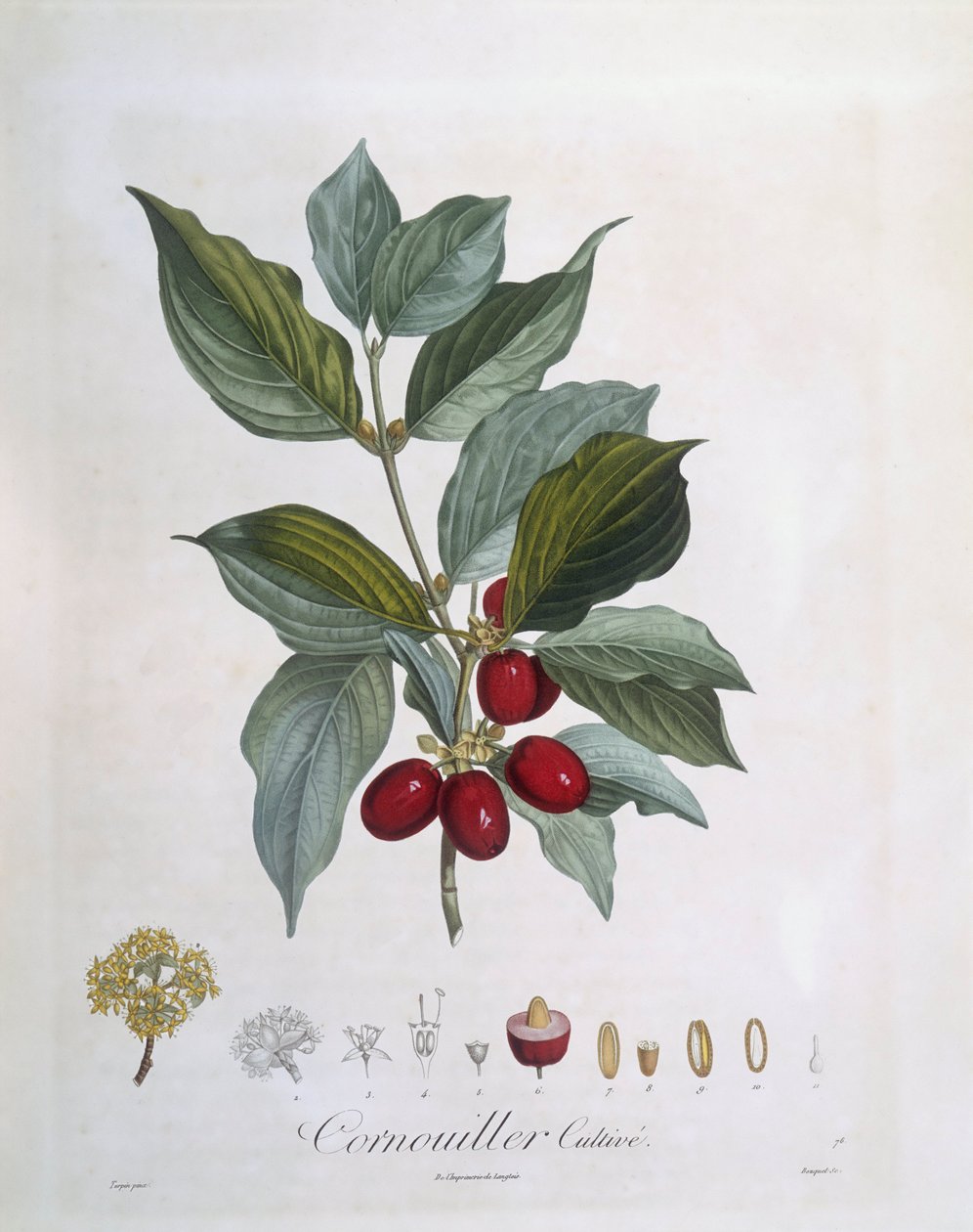 Cornel (Cornus mas), Henry Louis Duhamel du Monceau, płyta botaniczna – Pierre Jean Francois Turpin autorstwa Pierre Jean Francois Turpin