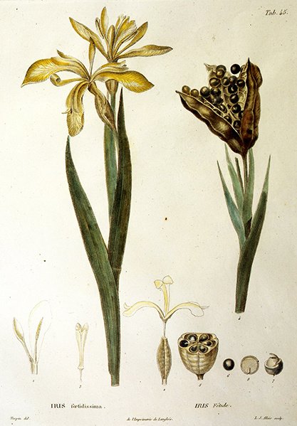 Fetid Iris, grawerowane przez L. J. Allais (ręcznie kolorowane grawerowanie) autorstwa Pierre Jean Francois Turpin