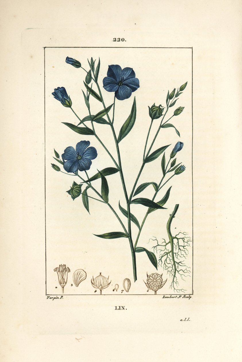 Len - siemię lniane, Linum sativum. Ręcznie barwiony miedzioryt kropkowany autorstwa Lamberta Juniora na podstawie rysunku Pierre Jean-Francois Turpin z Chaumeton, Poiret and Chamberet „La Flore Medicale”, Paryż, Panckoucke autorstwa Pierre Jean Francois Turpin