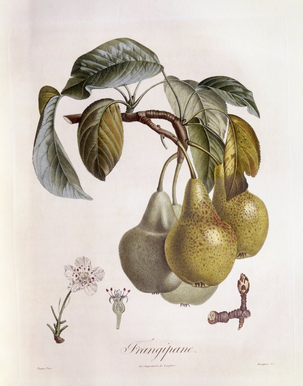 Frangipane (Plumeria) owoce Henry Louis Duhamel du Monceau, płyta botaniczna Pierre Jean Francois Turpin autorstwa Pierre Jean Francois Turpin