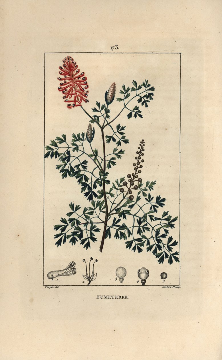 Fumeterre officinale lub Foot de Celine - Fumitory, Fumaria officinalis, ukazujące kwiaty, liście i nasiona. Ręcznie barwiony miedzioryt kropkowany autorstwa Lamberta Juniora z rysunku Pierre Jean-Francois Turpin z Chaumeton, Poiret et Chamberet „” L autorstwa Pierre Jean Francois Turpin
