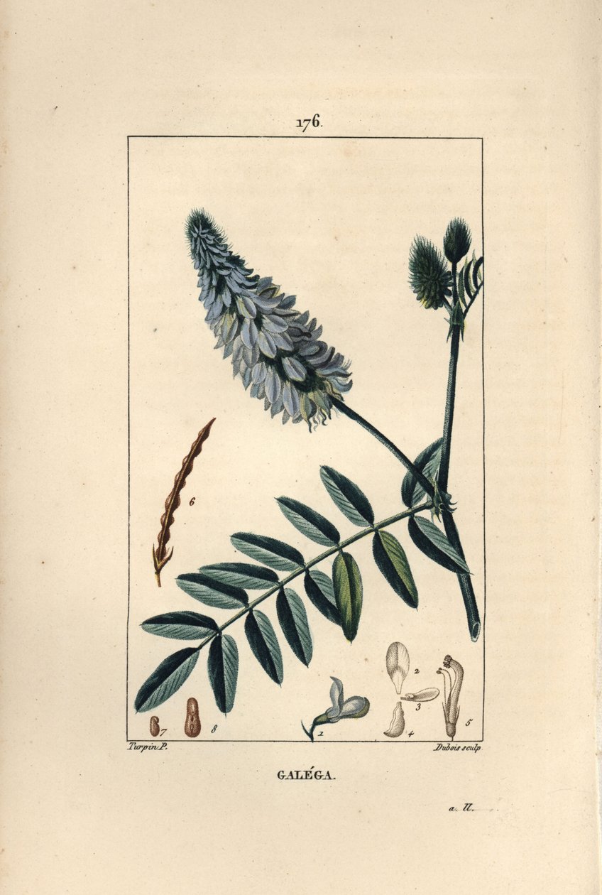 Galega - ruta kozia, Galega officinalis, z kwiatem, liściem i nasieniem. Ręcznie barwiony miedzioryt kropkowany wykonany przez Dubois na podstawie rysunku Pierre