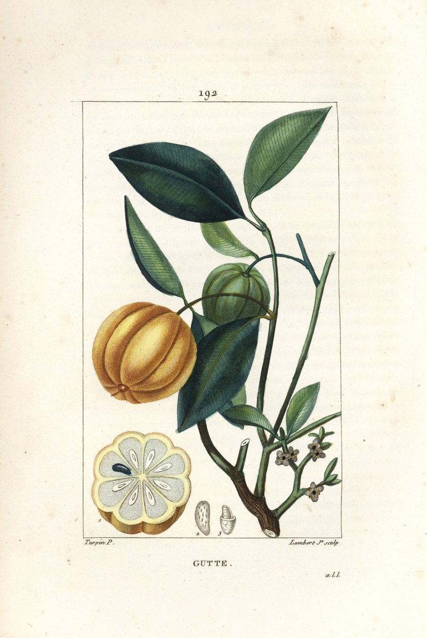 Garcinia gummi gutta lub Malabar Tamarinier, Gambooge, Brindall Bay - drzewo Gum guttae, Cambogia gutta, z owocami, liśćmi, kwiatami i owocami w przekroju. Ręcznie barwiony miedzioryt kropkowany autorstwa Lamberta Juniora na podstawie rysunku Pierre