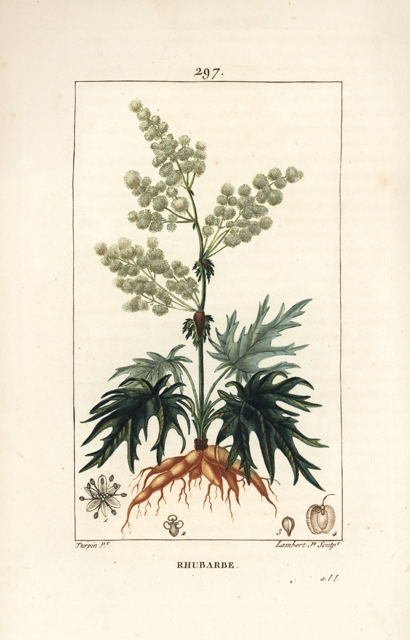 Rabarbar ogrodowy - Rabarbar, Rheum rhabarbarum (Rheum palmatum), o kwiatach, szypułce, liściu, nasionach i korzeniu. Ręcznie barwiony miedzioryt kropkowany autorstwa Lamberta Juniora na podstawie rysunku Pierre