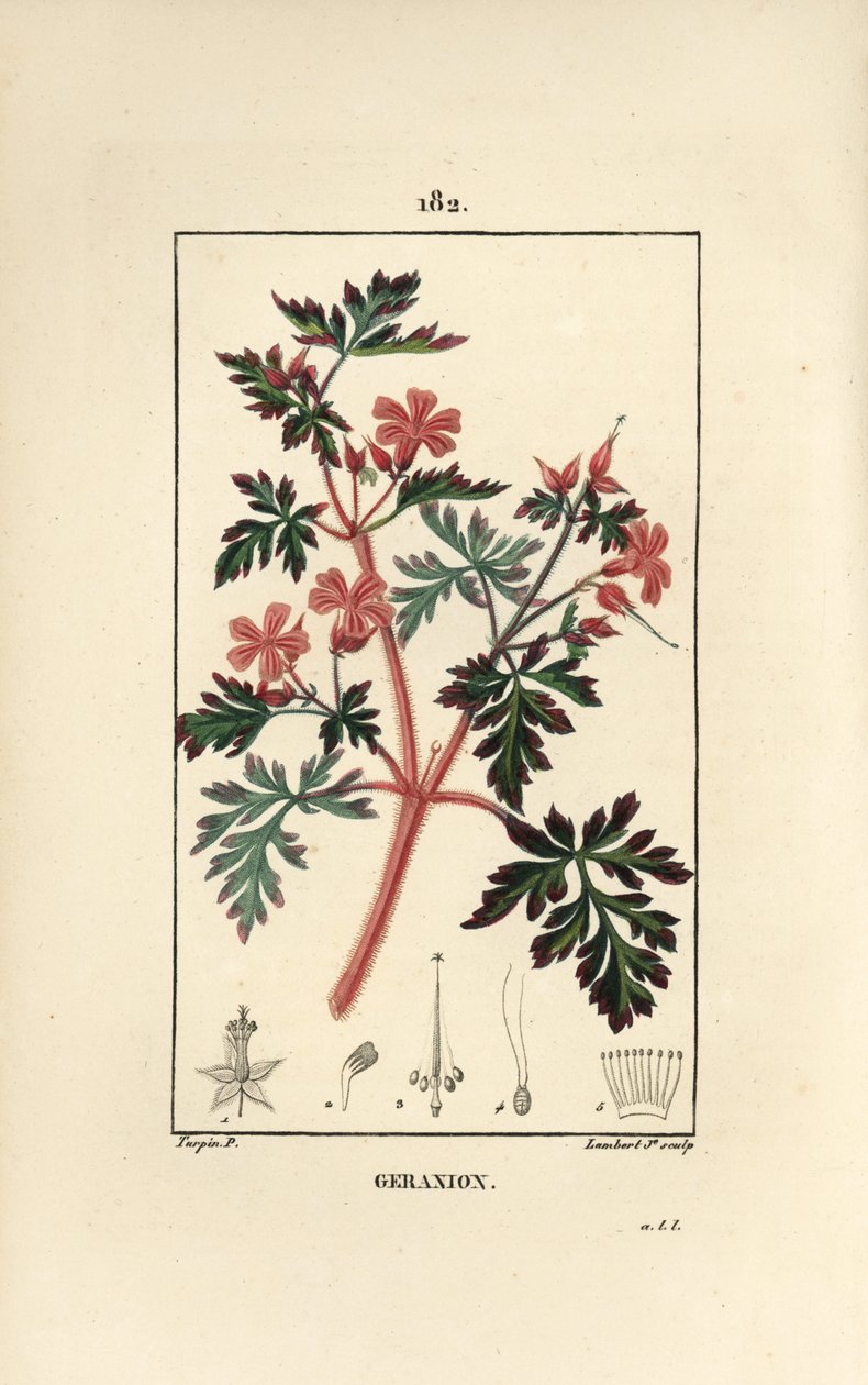 Geranium trawa a Robert - Hert Robert, Geranium robertianum. Ręcznie barwiony miedzioryt kropkowany autorstwa Lamberta Juniora na podstawie rysunku Pierre Jean-Francois Turpin z Chaumeton, Poiret and Chamberet „La Flore Medicale”, Paryż, Panckoucke autorstwa Pierre Jean Francois Turpin
