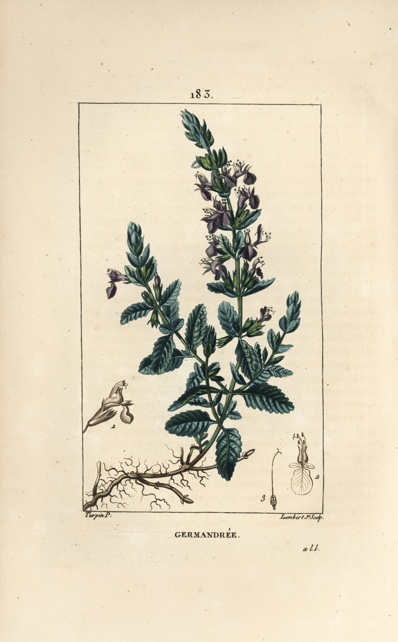 Dąb Germandree petit - Germander, Teucrium chamaedrys. Ręcznie barwiony miedzioryt kropkowany autorstwa Lamberta Juniora na podstawie rysunku Pierre Jean-Francois Turpin z Chaumeton, Poiret and Chamberet „La Flore Medicale”, Paryż, Panckoucke autorstwa Pierre Jean Francois Turpin