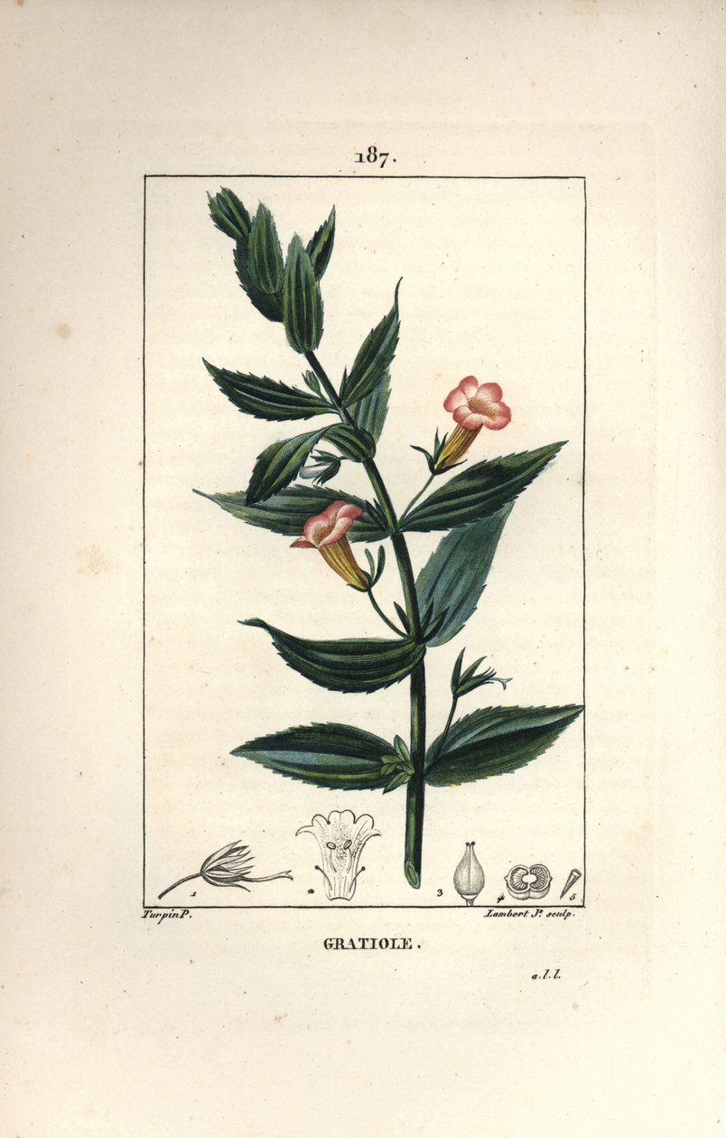 Gratiole officinale lub Grace de dieu, Grace au biedny człowiek, Petite digitale - hyzopy żywopłotowe, Gratiola officinalis. Ręcznie barwiony miedzioryt punktowany autorstwa Lamberta Juniora na podstawie rysunku Pierre Jean-Francois Turpin z Chaumeton, Poi autorstwa Pierre Jean Francois Turpin