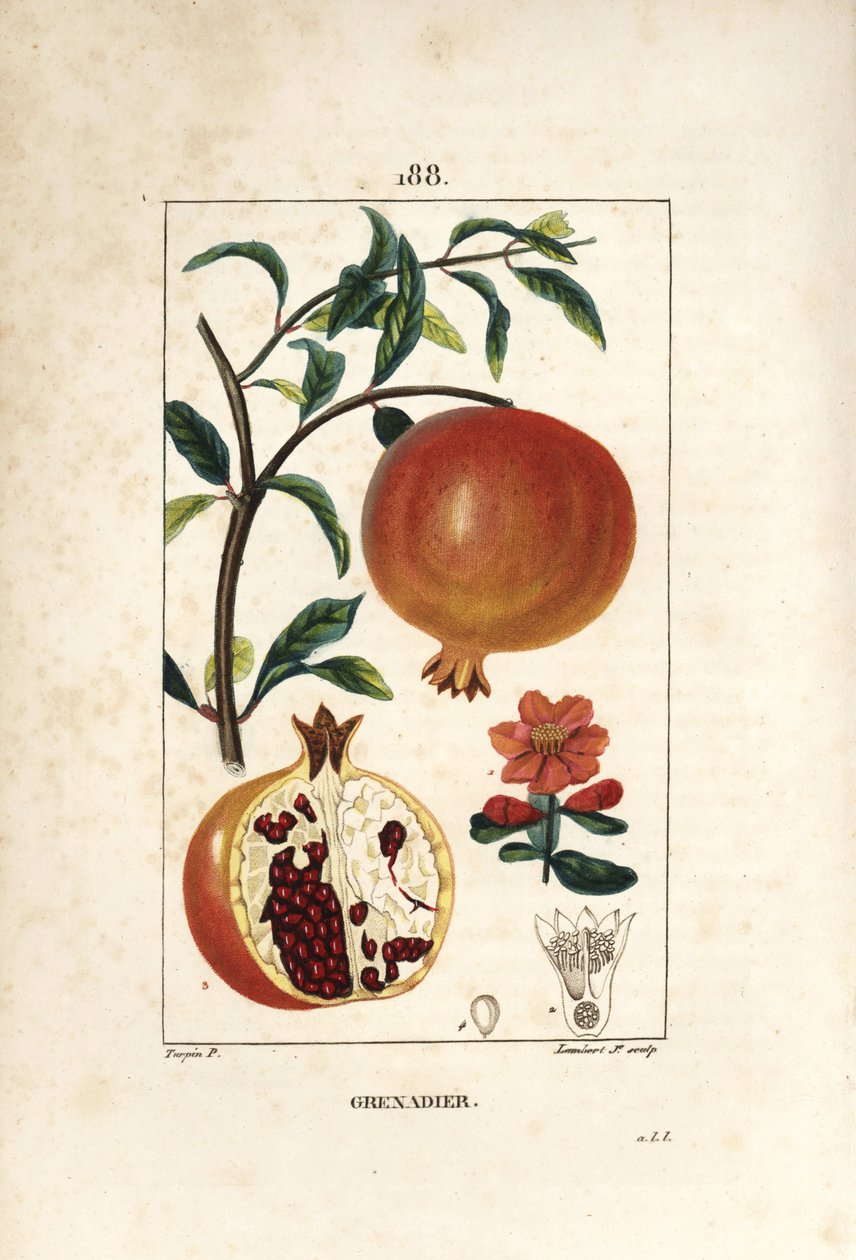 Grenadier - Drzewo granatu, Punica granatum, z liściem, kwiatem, owocem i przekrojem owocu z nasionami. Ręcznie barwiony miedzioryt punktowany autorstwa Lamberta Juniora na podstawie rysunku Pierre Jean-Francois Turpin z Chaumeton, Poiret i Chamberet autorstwa Pierre Jean Francois Turpin
