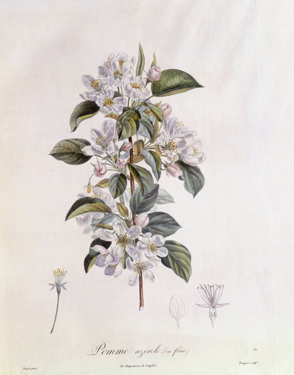 Kwiat głogu (Crataegus azarolus) Henry Louis Duhamel du Monceau, płyta botaniczna, Pierre Jean Francois Turpin autorstwa Pierre Jean Francois Turpin