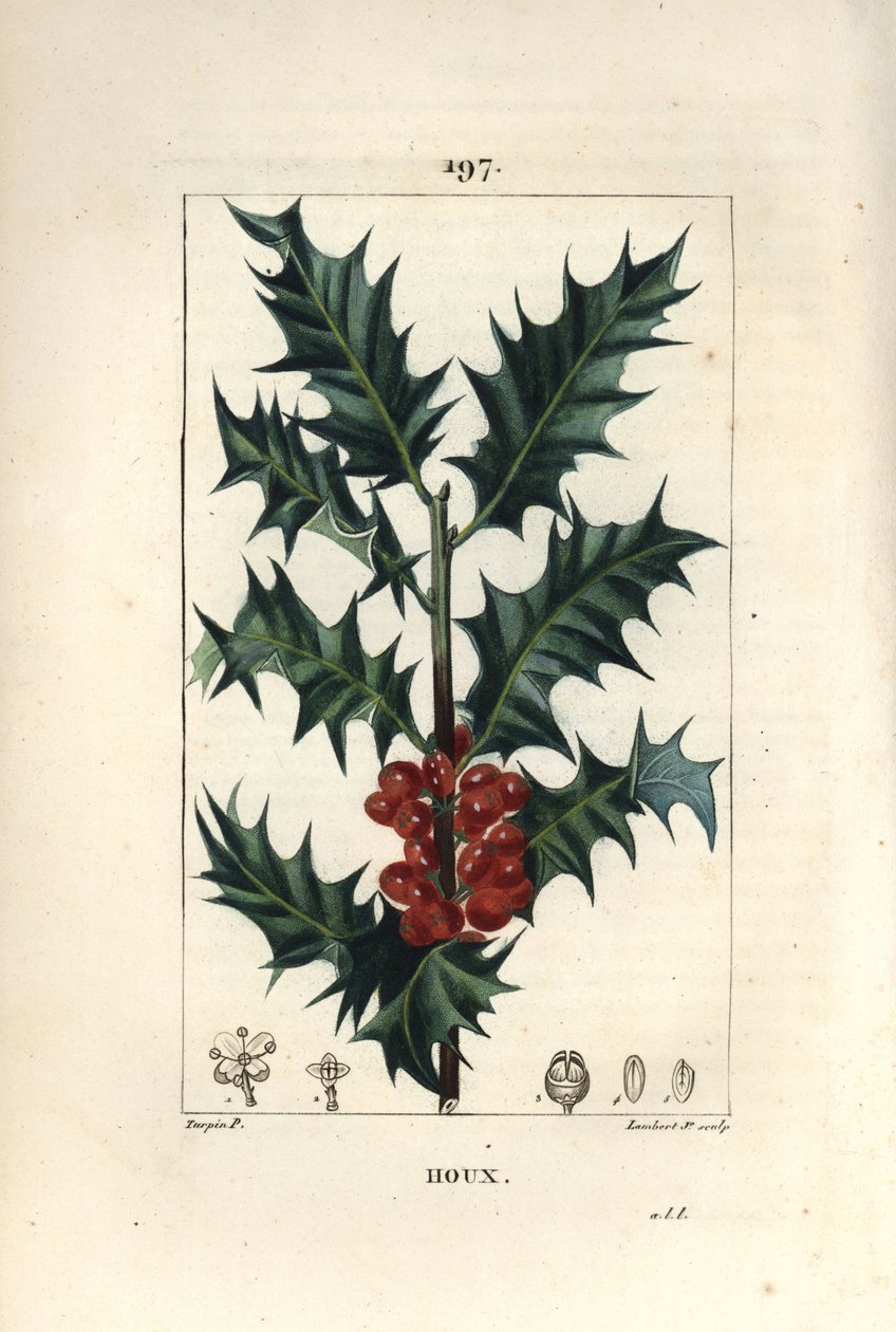 Ostrokrzew - Ostrokrzew, Ilex aqualifolium, o kłujących liściach i czerwonych jagodach. Ręcznie barwiony miedzioryt kropkowany autorstwa Lamberta Juniora na podstawie rysunku Pierre Jean-Francois Turpin z Chaumeton, Poiret and Chamberet „La Flore Medicale” autorstwa Pierre Jean Francois Turpin
