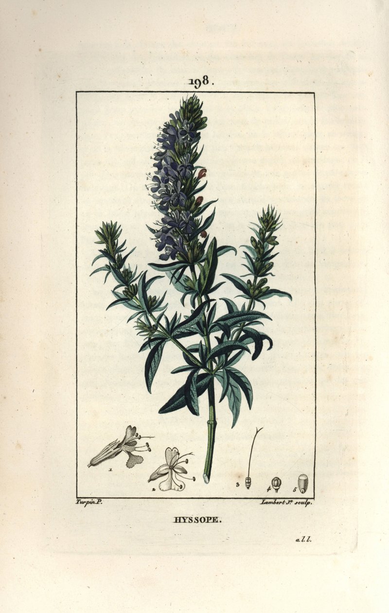 Hyzop lekarski lub hyzop - Hyzop, Hyssopus officinalis. Ręcznie barwiony miedzioryt kropkowany autorstwa Lamberta Juniora na podstawie rysunku Pierre Jean-Francois Turpin z Chaumeton, Poiret and Chamberet „La Flore Medicale”, Paryż, Panckoucke autorstwa Pierre Jean Francois Turpin