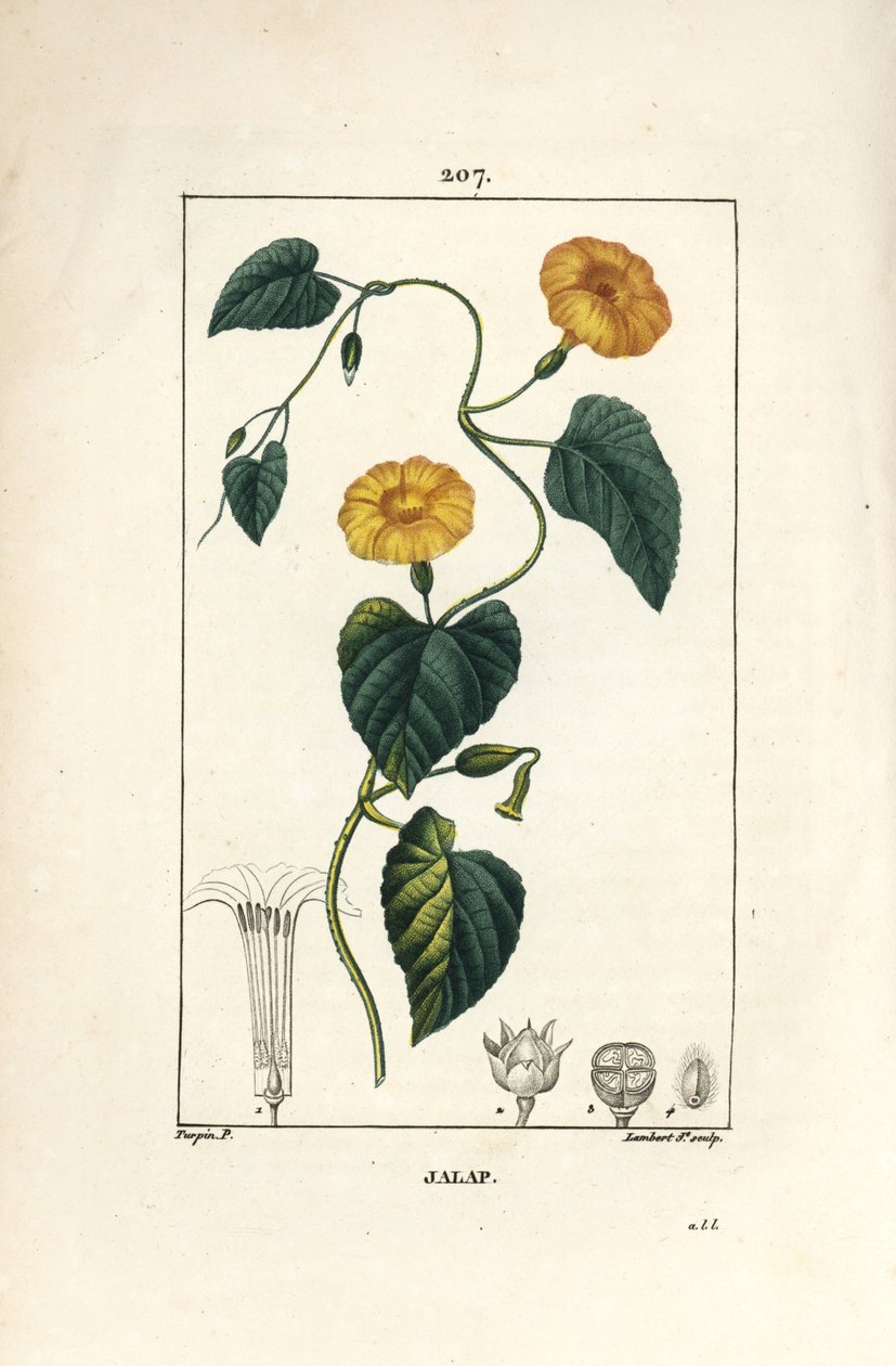 Jalap, Convolvulus jalappa. Ręcznie barwiony miedzioryt kropkowany autorstwa Lamberta Juniora na podstawie rysunku Pierre Jean-Francois Turpin z Chaumeton, Poiret and Chamberet „La Flore Medicale”, Paryż, Panckoucke autorstwa Pierre Jean Francois Turpin