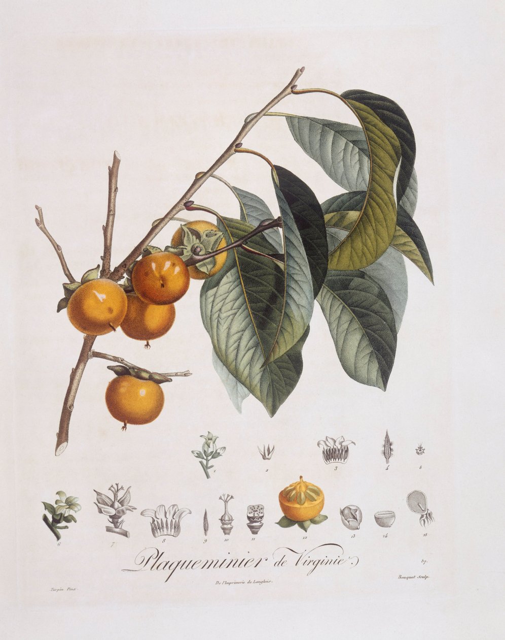 Japońska persymona lub kaki (Diospyros kaki), Henry Louis Duhamel du Monceau, płyta botaniczna autorstwa Pierre Jean Francois Turpin autorstwa Pierre Jean Francois Turpin