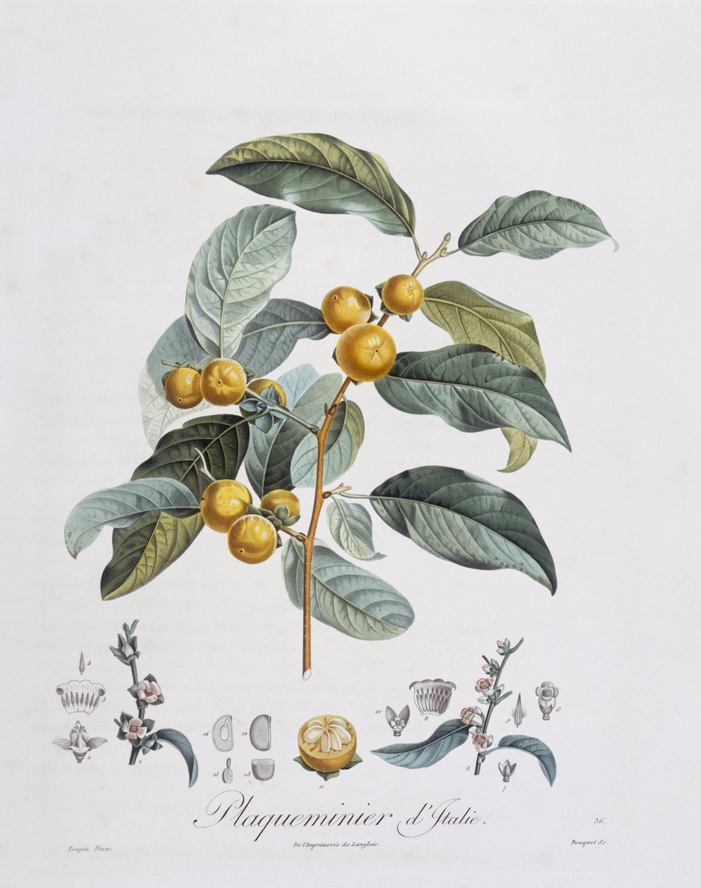 Japońska persymona lub kaki (Diospyros kaki), Henry Louis Duhamel du Monceau, płyta botaniczna autorstwa Pierre Jean Francois Turpin autorstwa Pierre Jean Francois Turpin