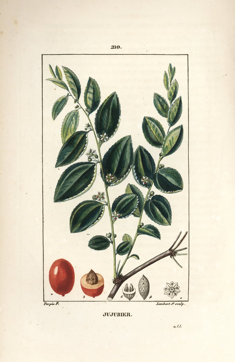 Matka nalewki Jujubier - drzewo Jujube, Rhamnus zizyphus, z kwiatami, liśćmi i owocami w przekroju. Ręcznie barwiony miedzioryt punktowany autorstwa Lamberta Juniora na podstawie rysunku Pierre