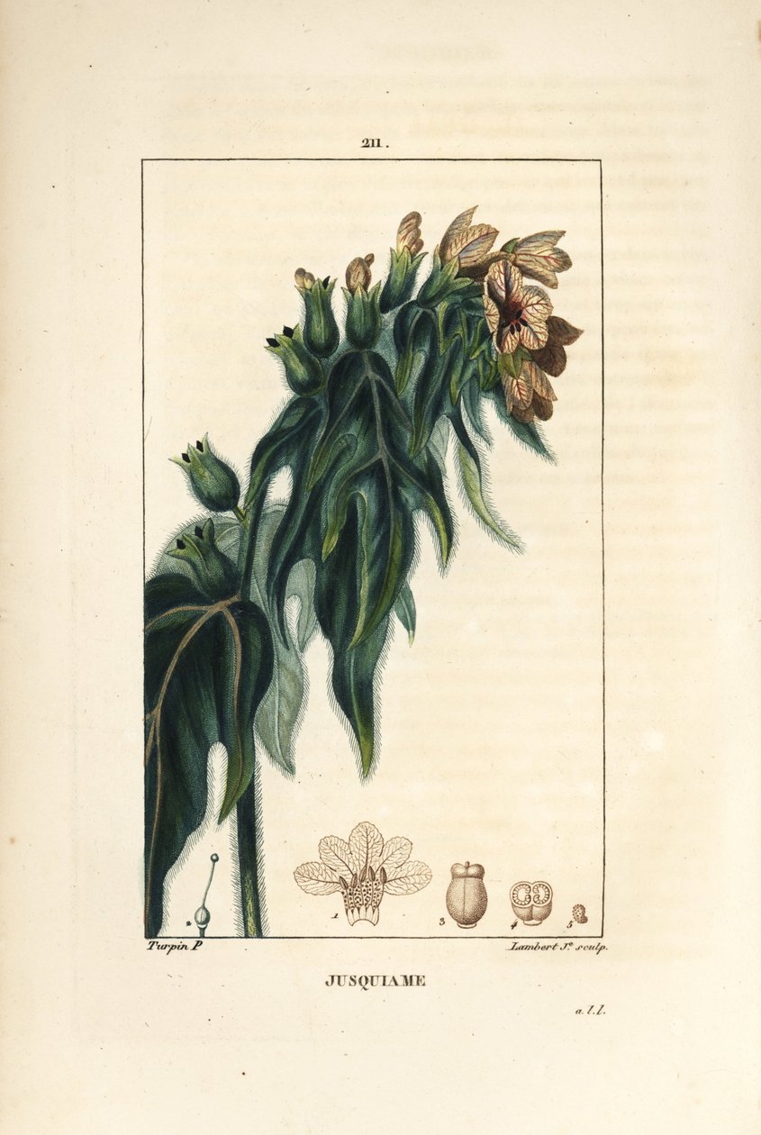 Jusquiame - Trujący lulek, Hyoscyamus vulgaris, kwiat, liść i nasiona. Ręcznie barwiony miedzioryt kropkowany autorstwa Lamberta Juniora na podstawie rysunku Pierre Jean-Francois Turpin z Chaumeton, Poiret and Chamberet „La Flore Medicale”, Paryż, Panckou autorstwa Pierre Jean Francois Turpin