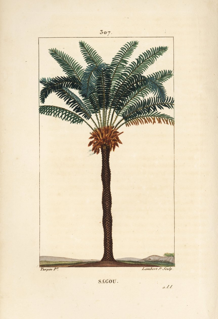 Duża gałąź lub duże cycas - Queen sago, Cycas circinalis, ukazujące liście, nasiona i pień. Zagrożone palmy. Ręcznie barwiony miedzioryt kropkowany autorstwa Lamberta Juniora z rysunku Pierre Jean-Francois Turpin z Chaumeton, Poiret i Chamberet