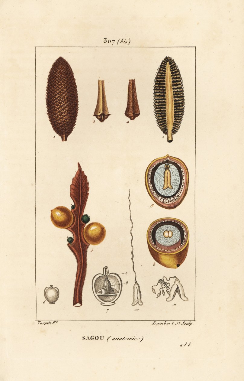 Duże gałęzie lub duże nasiona cycas - Queen sago, Cycas circinalis, ukazujące nasiona i przekrój. Zagrożony. Ręcznie barwiony miedzioryt kropkowany autorstwa Lamberta Juniora na podstawie rysunku Pierre