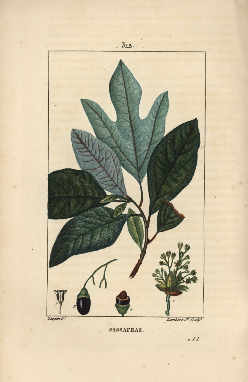 Laurier des Iroquois - Białe drzewo sasafrasowe, Sassafras albidum, o kwiatach, liściach, owocach i nasionach. Ręcznie barwiony miedzioryt punktowany autorstwa Lamberta Juniora na podstawie rysunku Pierre