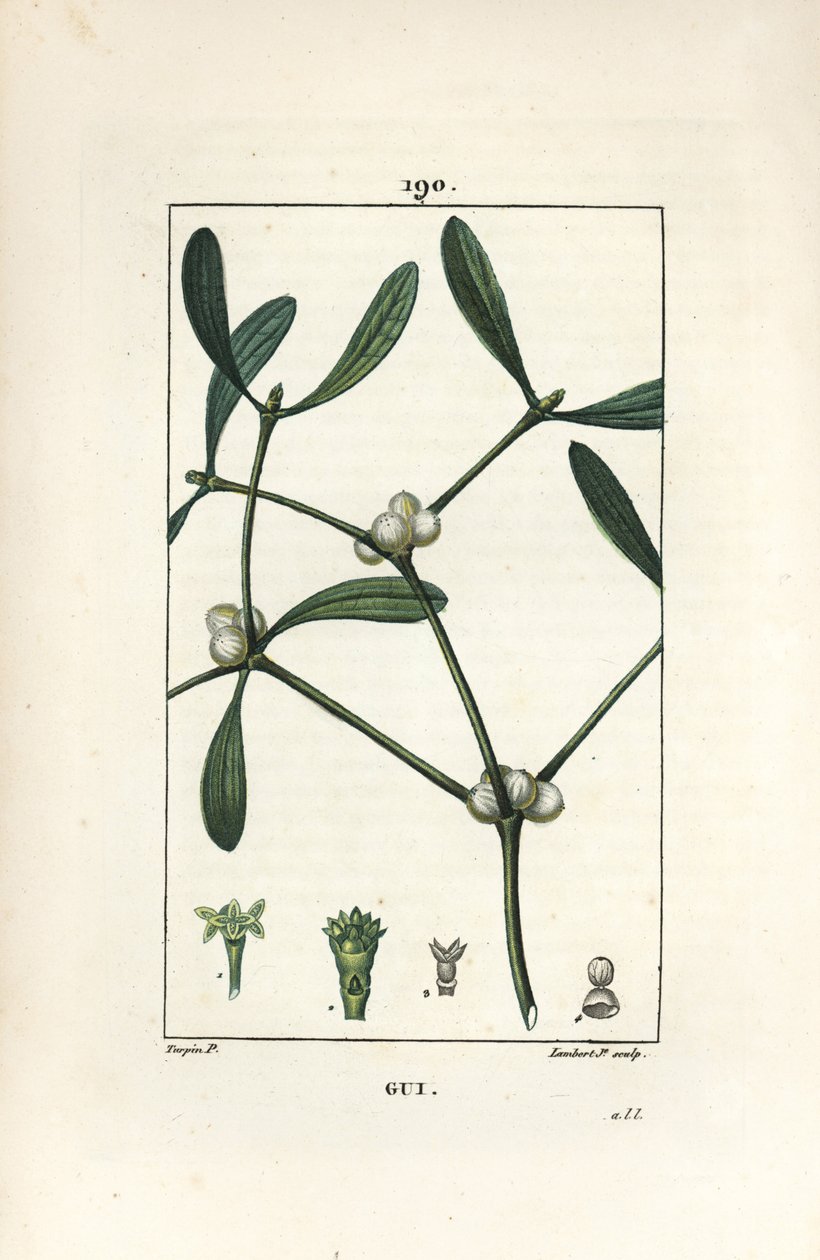 Jemioła liściasta - Jemioła, album Vissperm. Ręcznie barwiony miedzioryt kropkowany autorstwa Lamberta Juniora na podstawie rysunku Pierre Jean-Francois Turpin z Chaumeton, Poiret and Chamberet „La Flore Medicale”, Paryż, Panckoucke autorstwa Pierre Jean Francois Turpin