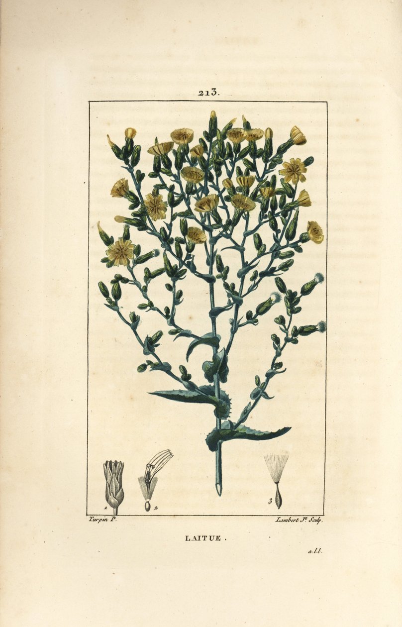 Sałata - Sałata, Lactuca sativa. Ręcznie barwiony miedzioryt kropkowany autorstwa Lamberta Juniora na podstawie rysunku Pierre Jean-Francois Turpin z Chaumeton, Poiret and Chamberet „La Flore Medicale”, Paryż, Panckoucke autorstwa Pierre Jean Francois Turpin