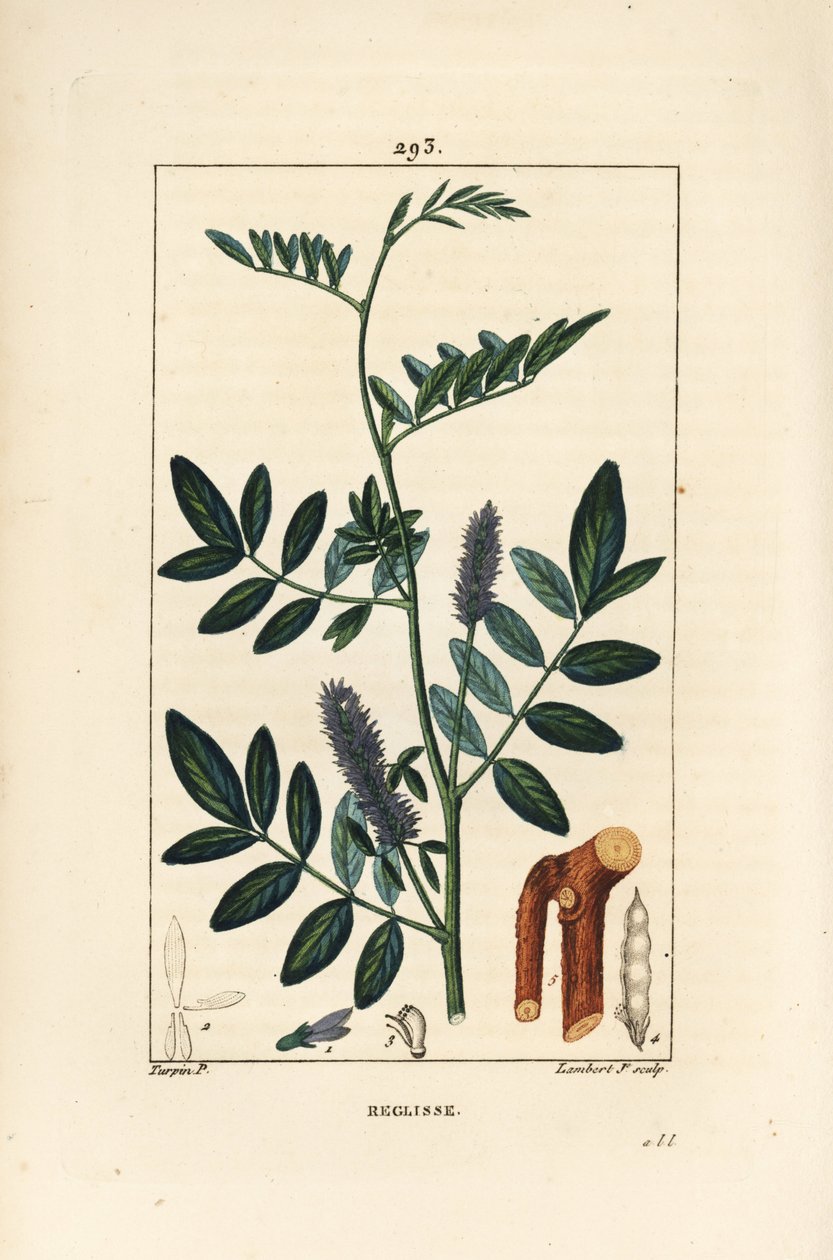 Lukrecja lub lukrecja, Glycyrrhiza glabra, z kwiatem, liściem, korą, zdrewniałą gałązką i nasionami. Ręcznie barwiony miedzioryt kropkowany autorstwa Lamberta Juniora na podstawie rysunku Pierre