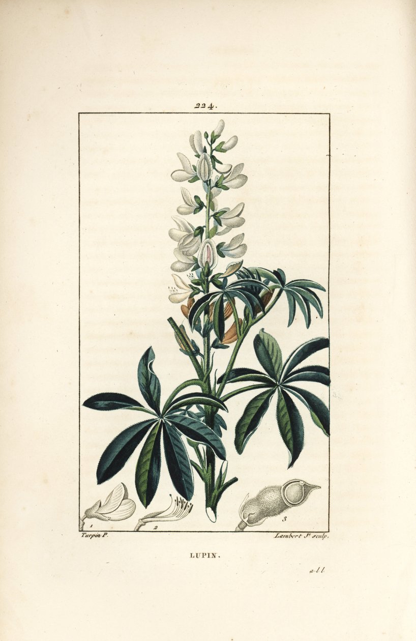 Łubin - łubin biały, Lupinus sativus. Ręcznie barwiony miedzioryt kropkowany autorstwa Lamberta Juniora na podstawie rysunku Pierre Jean-Francois Turpin z Chaumeton, Poiret and Chamberet „La Flore Medicale”, Paryż, Panckoucke autorstwa Pierre Jean Francois Turpin
