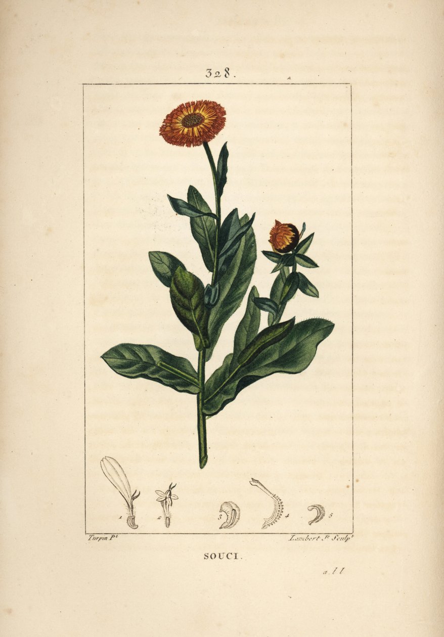 Nagietek lekarski, Calendula officinalis, o kwiatach, liściach i szypułce. Ręcznie barwiony miedzioryt kropkowany autorstwa Lamberta Juniora na podstawie rysunku Pierre Jean-Francois Turpin z Chaumeton, Poiret and Chamberet „La Flore Medicale”, Paryż, Panc autorstwa Pierre Jean Francois Turpin