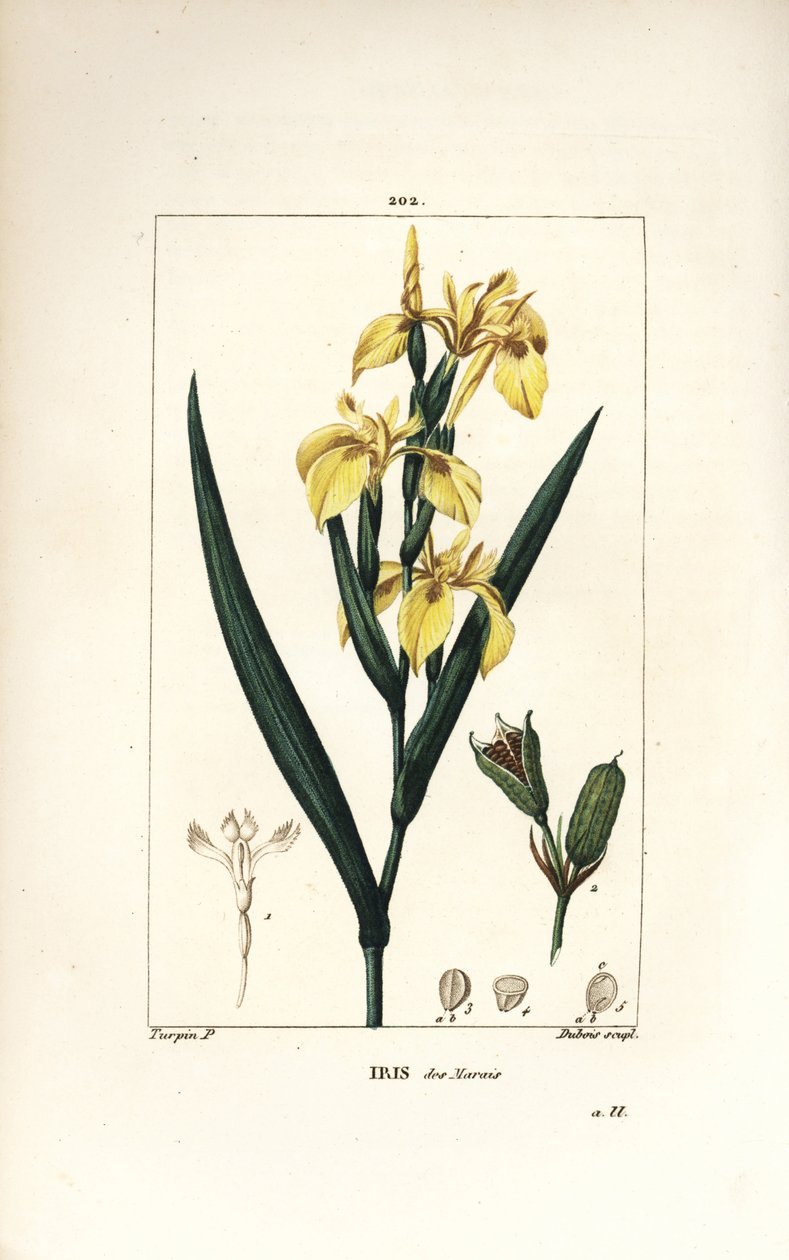Marsh Iris lub Water Yellow Iris - Żółta irys, Iris palustris lutea, kwiat, liść i strąk nasion. Ręcznie barwiony miedzioryt kropkowany autorstwa Lamberta Juniora z rysunku Pierre