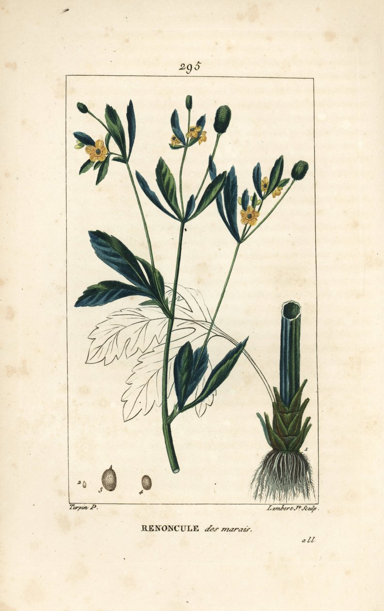 Caltha palustris (Ranunculus palustris), o kwiatach, liściach, szypułce, korzeniu i nasionach. Ręcznie kolorowany miedzioryt kropkowany autorstwa Lamberta Juniora na podstawie rysunku Pierre