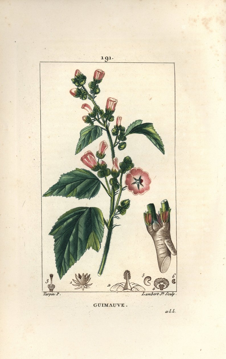 Prawoślaz, Dziki Prawoślaz lub Biały Mallow - Prawoślaz lekarski, Althaea officinalis. Ręcznie barwiony miedzioryt kropkowany autorstwa Lamberta Juniora na podstawie rysunku Pierre