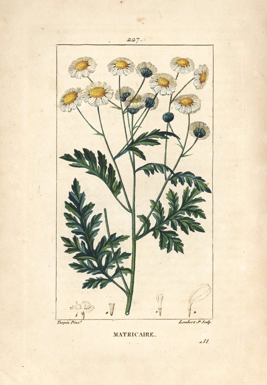 Matricary - Feverfew, Matricaria vulgaris. Ręcznie barwiony miedzioryt kropkowany autorstwa Lamberta Juniora na podstawie rysunku Pierre Jean-Francois Turpin z Chaumeton, Poiret and Chamberet „La Flore Medicale”, Paryż, Panckoucke autorstwa Pierre Jean Francois Turpin