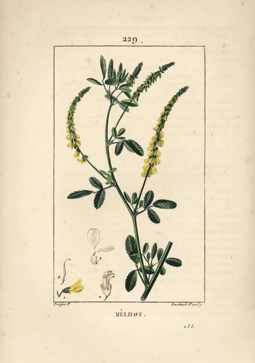 Melilot - koniczyna nostrzyka, Melitotus officinarum. Ręcznie barwiony miedzioryt kropkowany autorstwa Lamberta Juniora na podstawie rysunku Pierre Jean-Francois Turpin z Chaumeton, Poiret and Chamberet „La Flore Medicale”, Paryż, Panckoucke autorstwa Pierre Jean Francois Turpin