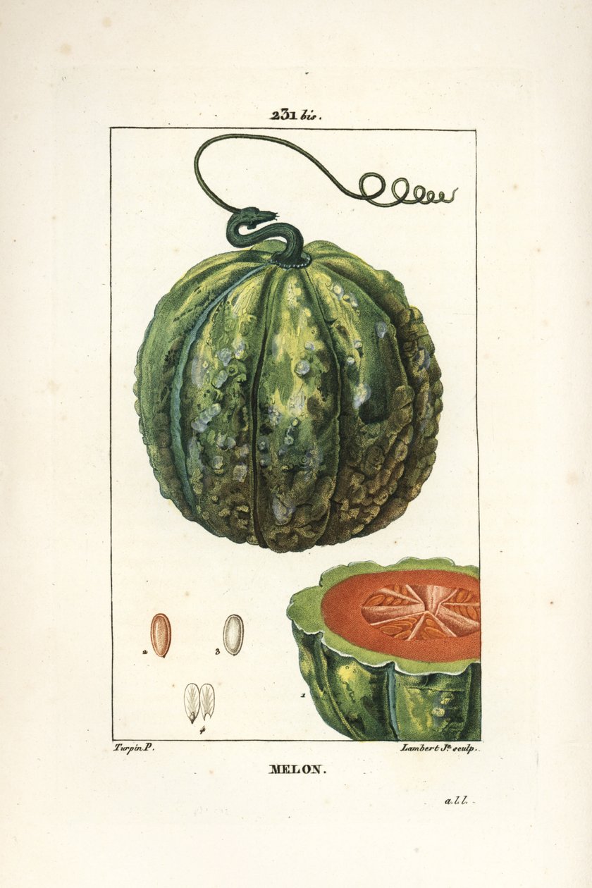 Melon, owoce - Melon, Cucumis melo, z owocami w przekroju. Ręcznie barwiony miedzioryt kropkowany autorstwa Lamberta Juniora na podstawie rysunku Pierre Jean-Francois Turpin z Chaumeton, Poiret and Chamberet „La Flore Medicale”, Paryż, Panckoucke autorstwa Pierre Jean Francois Turpin