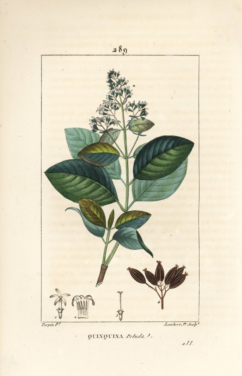 Michurago lub fruta de mono, Ladenbergia macrocarpa (Cinchona ovalifolia), z kwiatami, liśćmi, łodygami i nasionami. Ręcznie barwiony miedzioryt kropkowany autorstwa Lamberta Juniora na podstawie rysunku Pierre