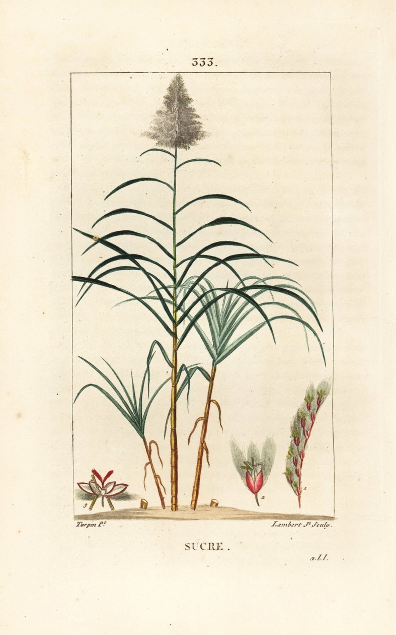 Trzcina szlachetna - Trzcina cukrowa, Saccharum officinarum. Ręcznie barwiony miedzioryt kropkowany autorstwa Lamberta Juniora na podstawie rysunku Pierre Jean-Francois Turpin z Chaumeton, Poiret and Chamberet „La Flore Medicale”, Paryż, Panckoucke autorstwa Pierre Jean Francois Turpin