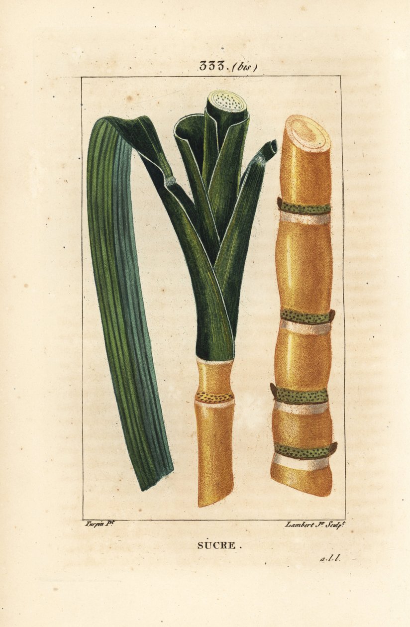 Trzcina szlachetna - Trzcina cukrowa, Saccharum officinarum, łodyga i liść. Ręcznie barwiony miedzioryt kropkowany autorstwa Lamberta Juniora na podstawie rysunku Pierre Jean-Francois Turpin z Chaumeton, Poiret and Chamberet „La Flore Medicale”, Paryż, Pan autorstwa Pierre Jean Francois Turpin