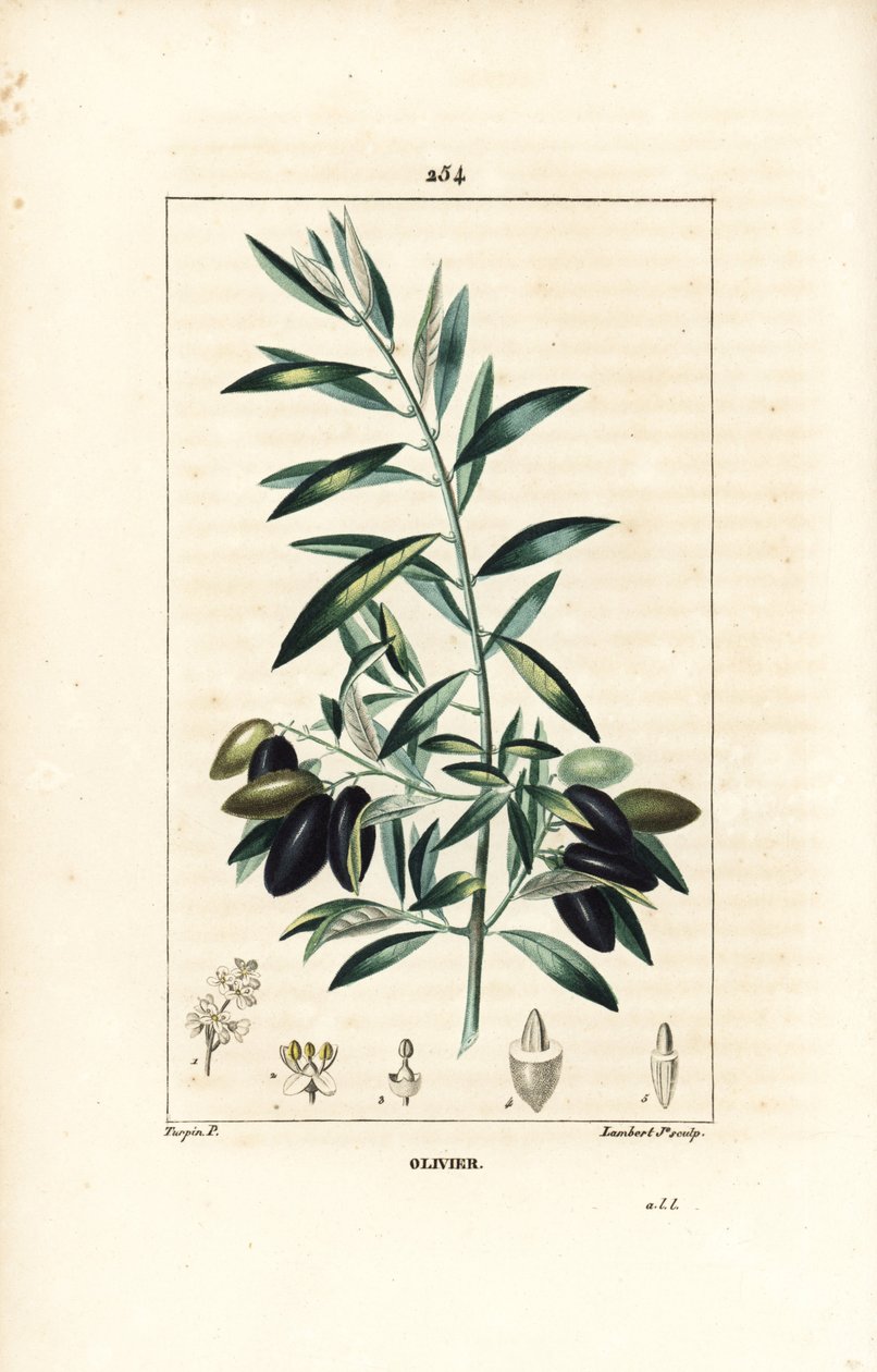 Olivier - Drzewo oliwne, Olea europaea, o liściach, gałęziach, owocach i nasionach. Ręcznie barwiony miedzioryt kropkowany autorstwa Lamberta Juniora na podstawie rysunku Pierre Jean-Francois Turpin z Chaumeton, Poiret and Chamberet „La Flore Medicale”, Pa autorstwa Pierre Jean Francois Turpin