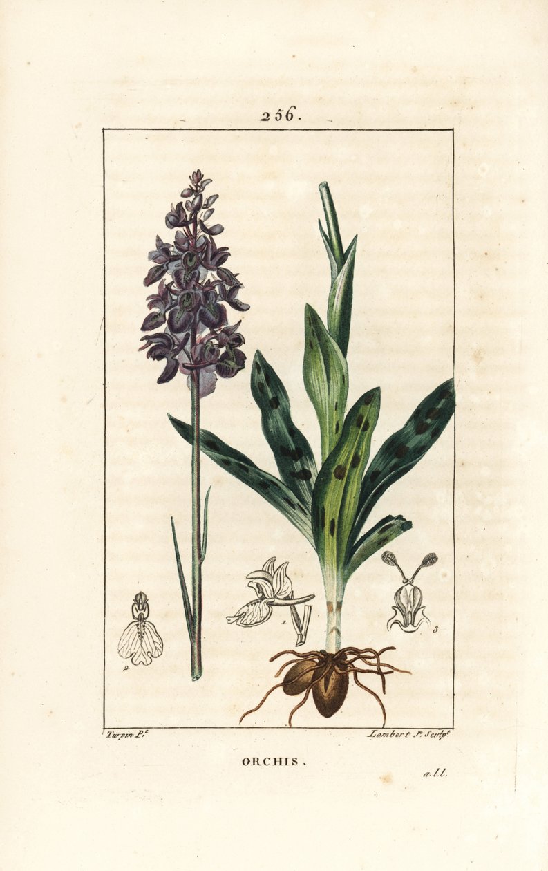 Samiec Orchis lub samiec Satyriona - Wczesna purpurowa lub samiec orchidei, Orchis mascula, z kwiatem, szypułką, liściem i cebulką. Ręcznie barwiony miedzioryt kropkowany autorstwa Lamberta Juniora z rysunku Pierre