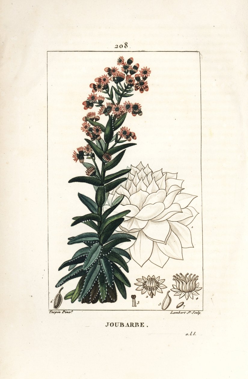 Orpin - Rojnik, Sedum majus. Ręcznie barwiony miedzioryt kropkowany autorstwa Lamberta Juniora na podstawie rysunku Pierre Jean-Francois Turpin z Chaumeton, Poiret and Chamberet „La Flore Medicale”, Paryż, Panckoucke autorstwa Pierre Jean Francois Turpin