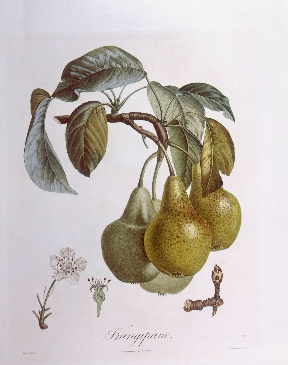 Gruszki, Henry Louis Duhamel du Monceau, talerz botaniczny autorstwa Pierre Jean Francois Turpin