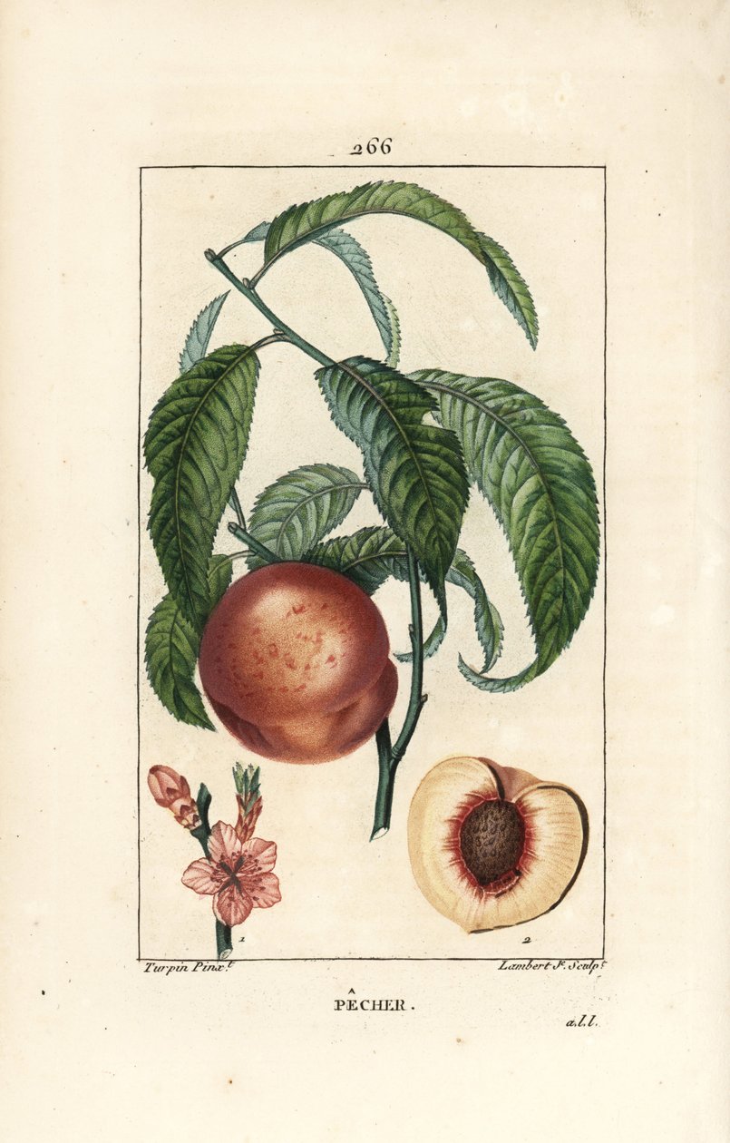 Pecher - Drzewo brzoskwiniowe, Amygdalus persica, o kwiatach, liściach, szypułkach, dojrzałych owocach i owocach w części z nasionami. Ręcznie barwiony miedzioryt kropkowany autorstwa Lamberta Juniora z rysunku Pierre