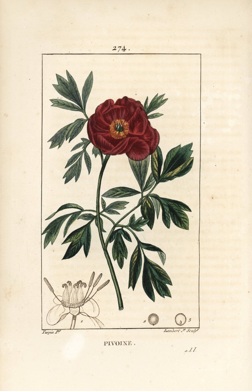 Peony officinale - piwonia europejska, Paeonia officinalis, z kwiatem, liściem i zarysem części kwiatowych. Ręcznie barwiony miedzioryt punktowany autorstwa Lamberta Juniora na podstawie rysunku Pierre