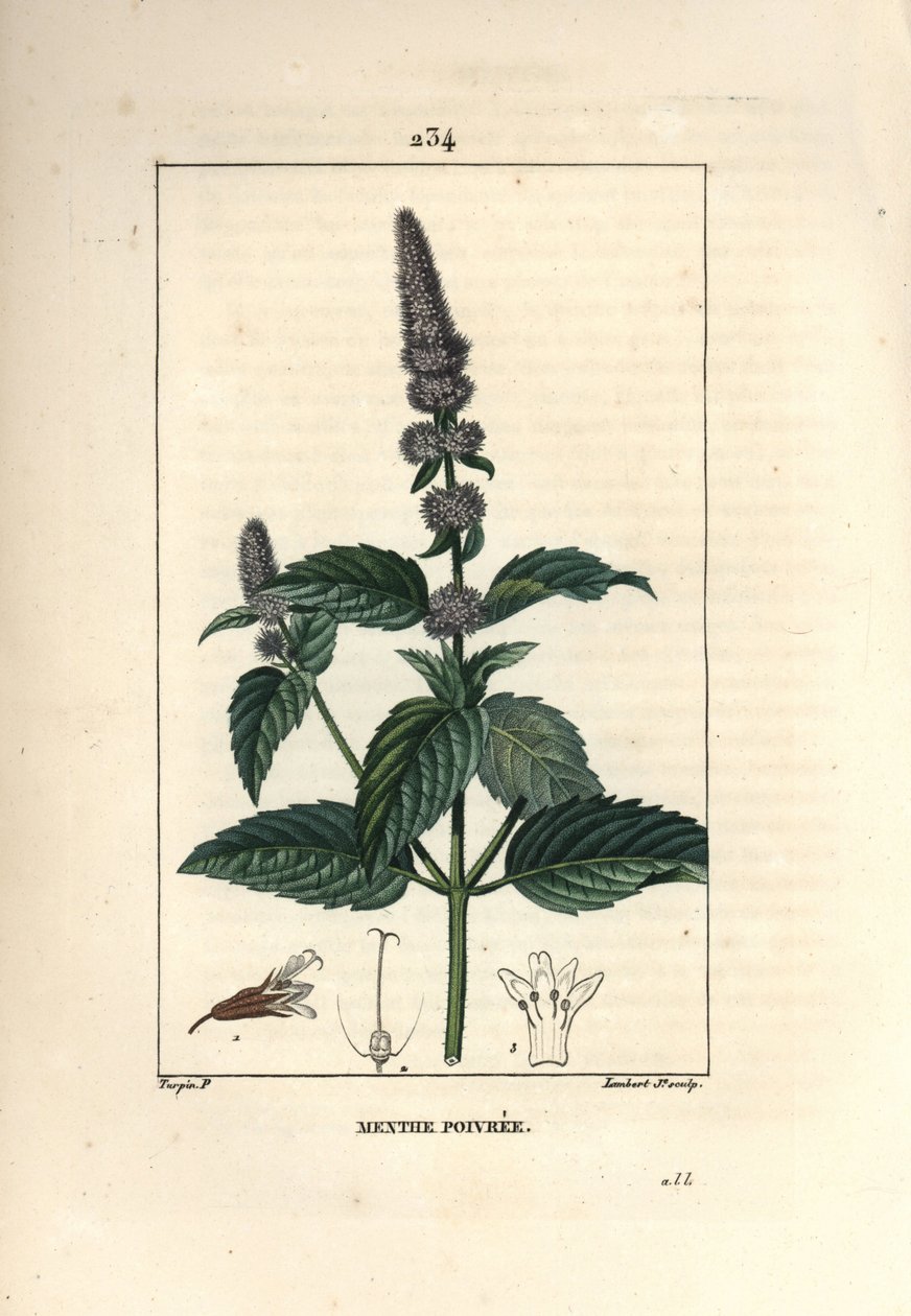 Peppermint - mięta pieprzowa, Mentha piperita. Ręcznie barwiony miedzioryt kropkowany autorstwa Lamberta Juniora na podstawie rysunku Pierre Jean-Francois Turpin z Chaumeton, Poiret and Chamberet „La Flore Medicale”, Paryż, Panckoucke autorstwa Pierre Jean Francois Turpin