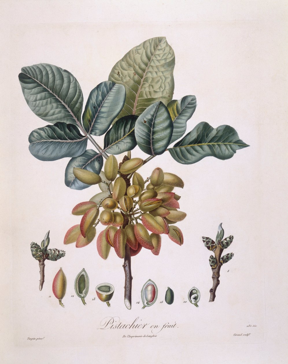 Pistacje (Pistacia vera), Henry Louis Duhamel du Monceau, płyta botaniczna autorstwa Pierre Jean Francois Turpin autorstwa Pierre Jean Francois Turpin