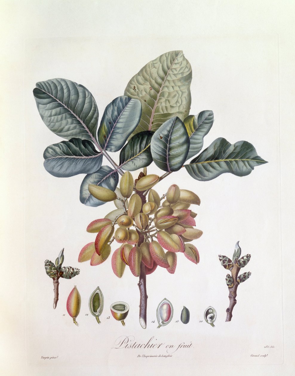 Pistacje (Pistacia vera), Henry Louis Duhamel du Monceau, płyta botaniczna autorstwa Pierre Jean Francois Turpin autorstwa Pierre Jean Francois Turpin