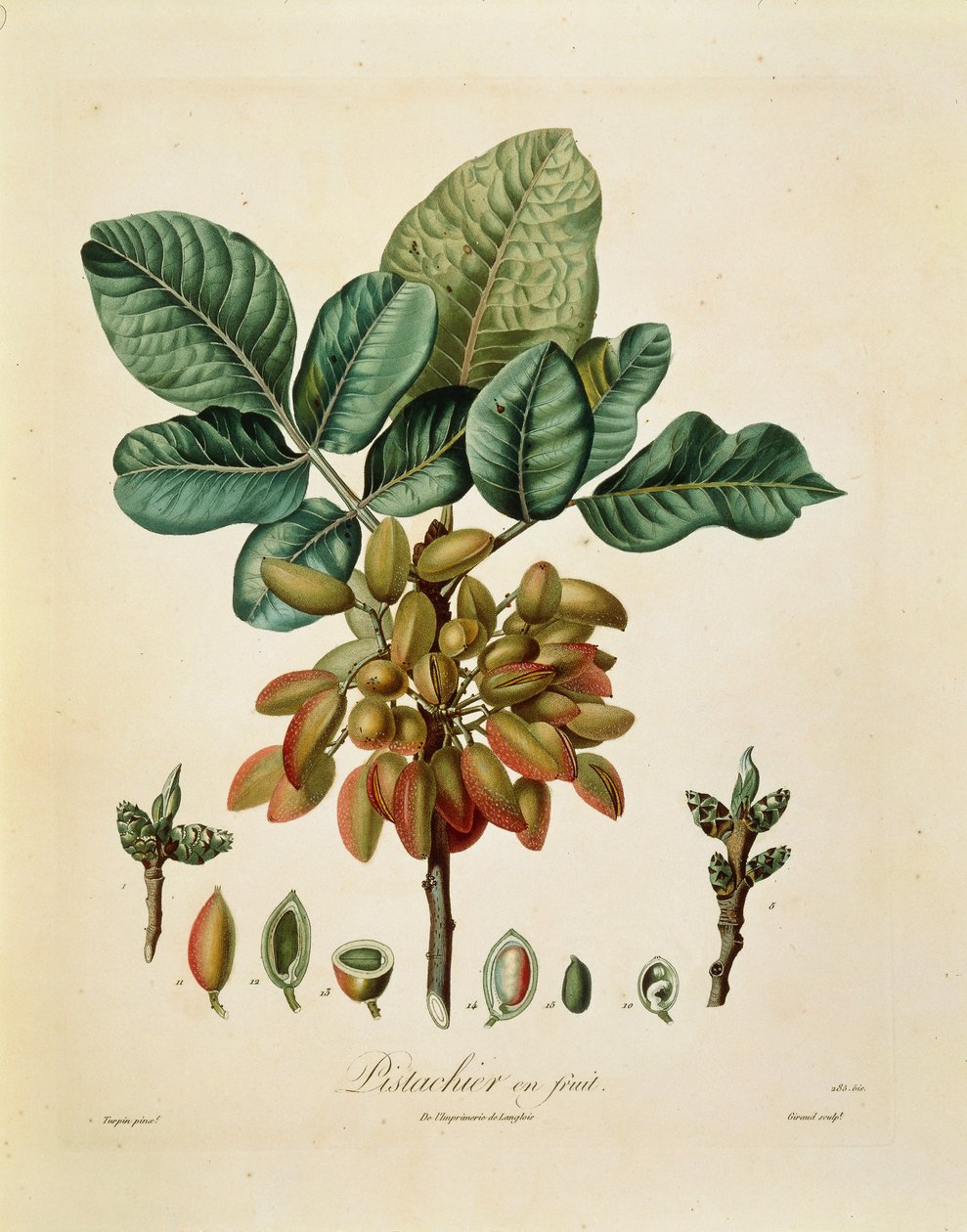 Pistacje – Francois Turpin autorstwa Pierre Jean Francois Turpin
