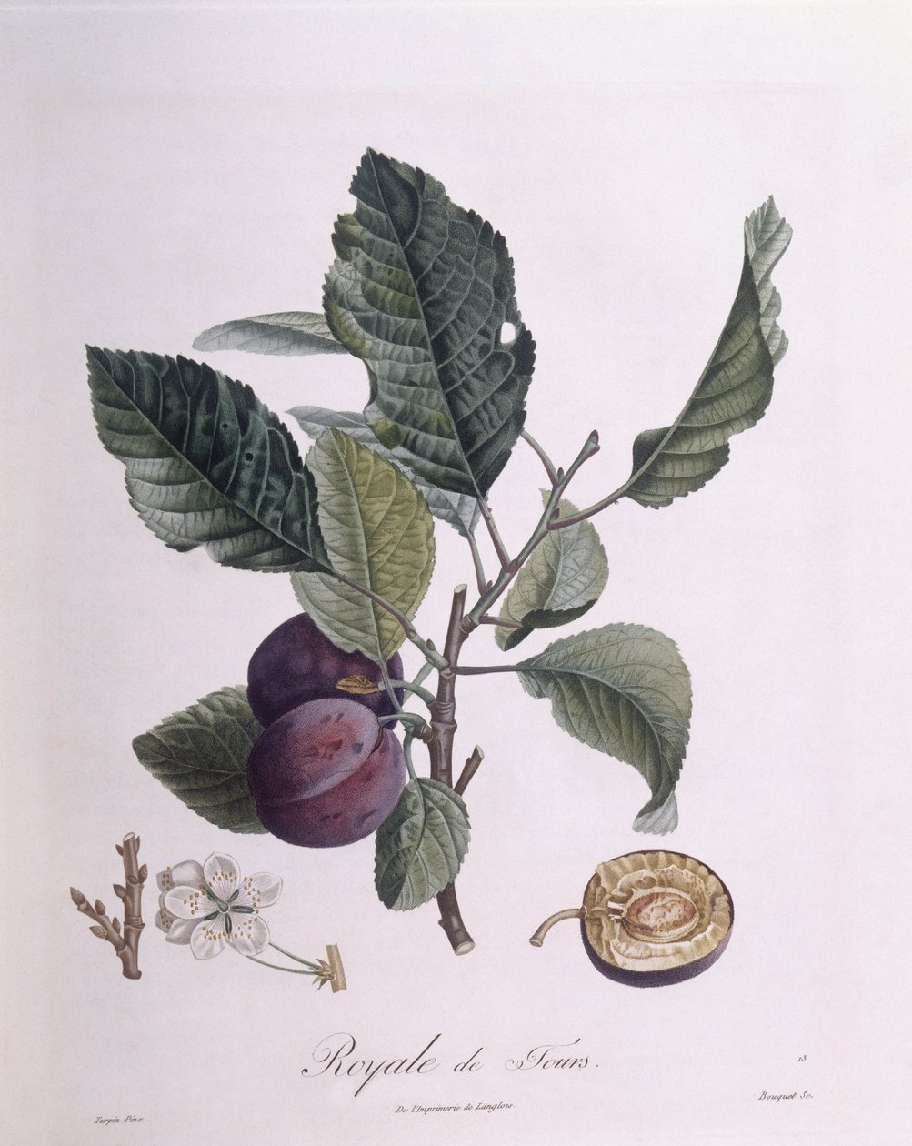 Śliwka „Royale de Tours”, Henry Louis Duhamel du Monceau, płyta botaniczna autorstwa Pierre Jean Francois Turpin autorstwa Pierre Jean Francois Turpin