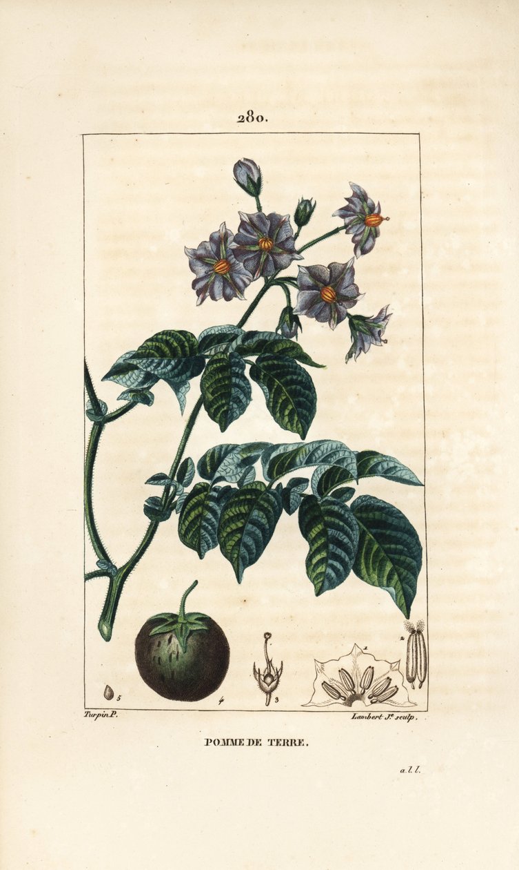 Ziemniak (ziemniak) - Ziemniak, Solanum tuberosum, z kwiatem, liściem, łodygą i owocami. Ręcznie barwiony miedzioryt kropkowany autorstwa Lamberta Juniora na podstawie rysunku Pierre
