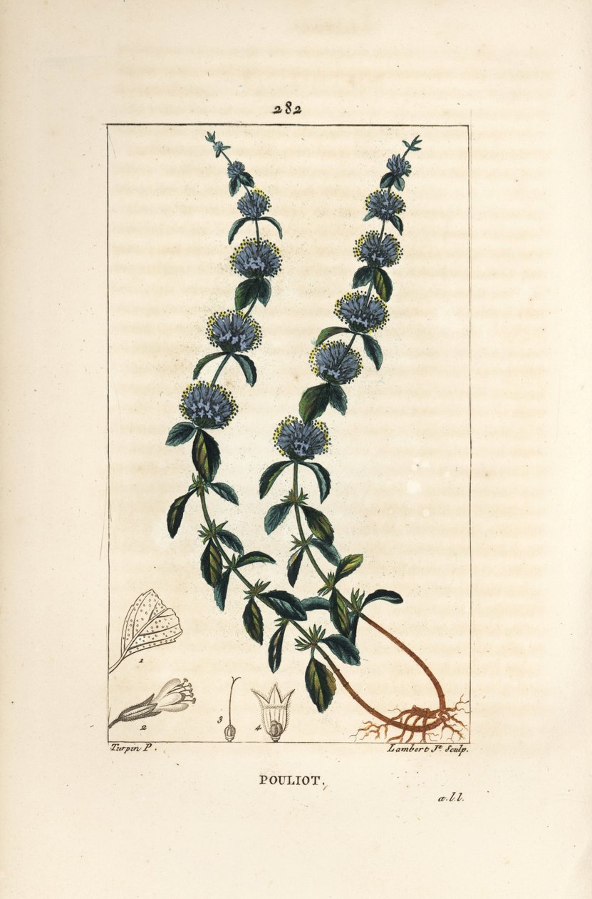 Pouliot Mint - mięta pennyroyal, Mentha pulegium, z kwiatem, liściem, łodygą, korzeniem i nasionami. Ręcznie barwiony miedzioryt kropkowany autorstwa Lamberta Juniora na podstawie rysunku Pierre Jean-Francois Turpin z Chaumeton, Poiret i Chamberet „La Flor autorstwa Pierre Jean Francois Turpin